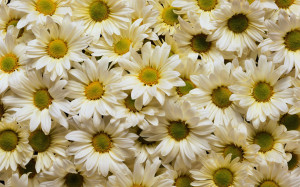 White Daisies Wallpapers Pictures Photos Images