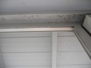 Extensive mold growth around the window of a home in Sacramento ...