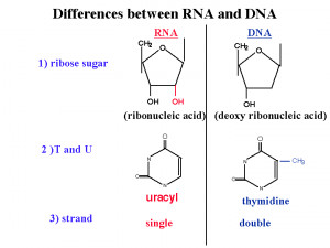 DNA and RNA Nucleotide Structure