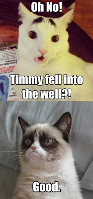 Funny Quotes and Pics of Grumpy Cat