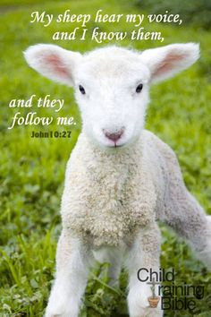 My Sheep. - John 10:27, 