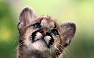 cute cougar baby wallpapers