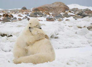 Polar Bear Love...