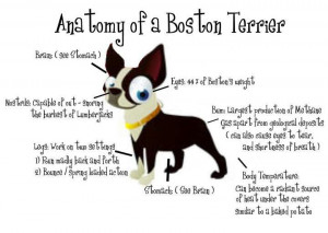 Anatomy of a Boston Terrier
