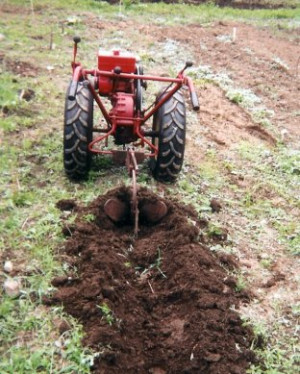 David Bradley making deep furrows to loosen the soil. It's being used ...