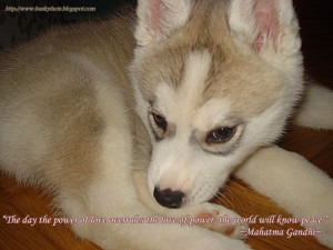 Funny husky pictures of puppies