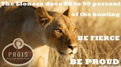 lioness more lionesses quotes beautiful living king of beasts panthera ...