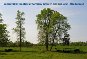 Conservation is a state of harmony between men and land - Aldo Leopold ...