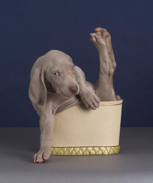 William Wegman