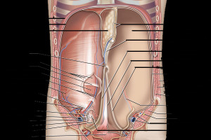 Search Results for: Human Anatomy Abdomen