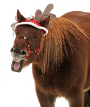 who's that one????Poor horse! No wonder he hasn't got that Christmas ...
