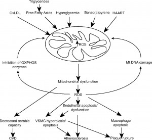 Endothelial Dysfunction Causes