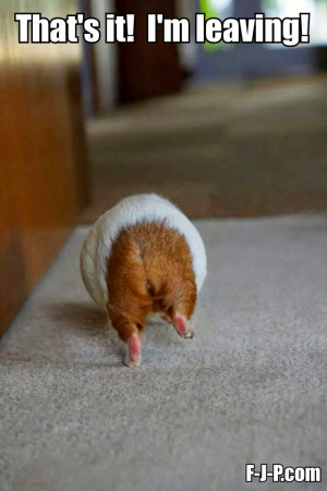 Funny Hamster Leaving Meme Joke Picture