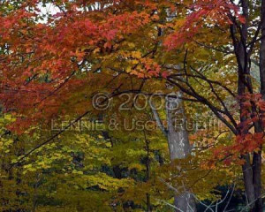 Northeastern-colorful-fall-foliage.