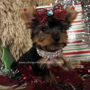 Source URL: http://kootation.com/female-yorkie-puppy.html