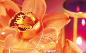 romantic orange flower wallpaper 1920x1200 pixel 331 kb jpg