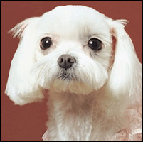 Maltese Dogs Photography