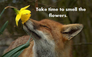 Animals are our teachers. Do you agree with the fox? http://on.fb.me ...