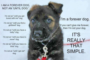 ... dog, but here are some things to think about before adopting a dog