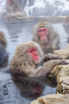 Snow monkey enjoying the hot spring, Jigokudani Monkey Park, Nagano ...