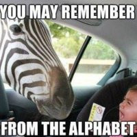funny-zebra-looting-car-pic.jpg