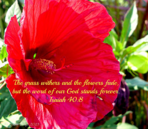 Bible Verses] The grass withers and the Flowers Fade