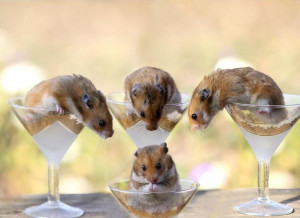 the funny cute hamster pictures above? Now here are even more cute ...