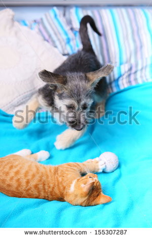 ... -red-cat-kitten-playing-together-on-bed-with-toy-ball-155307287.jpg