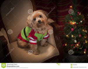 Yorkie Christmas Dog...