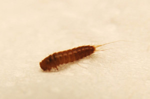 What Do Bed Bug Larvae Look Like HD Wallpaper