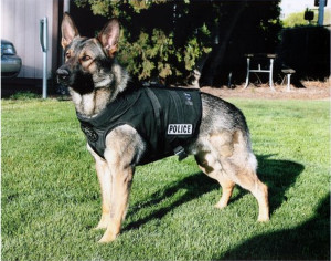 german shepherd police dog names » Free Pictures Online