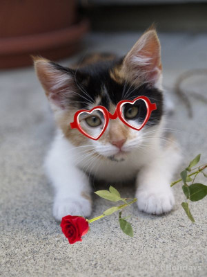 cat_Valentines_Day.jpg