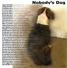 ... shelter dogs pet anim shelter nobodi dog adopt a shelter dog