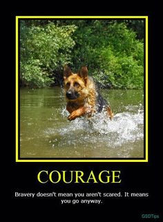 German shepherd courage More