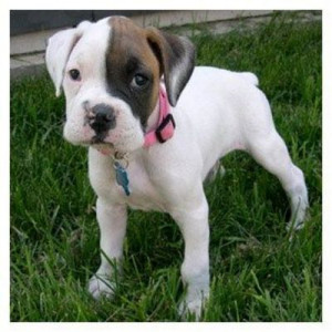 Cute Babies Puppies Cute Cartoon Baby Faces Cute Quotes Teenage Girls ...