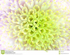 Wallpapers Pink Quotes Plants Anny