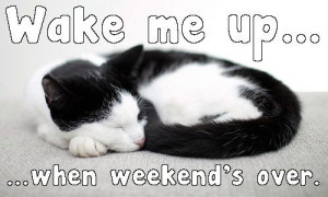 cat weekend weekends weekend cat cat meme