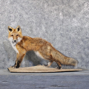 Red Fox Life Size Taxidermy