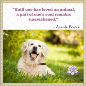 These loss of pet quotes are dedicated to all the people who have lost ...