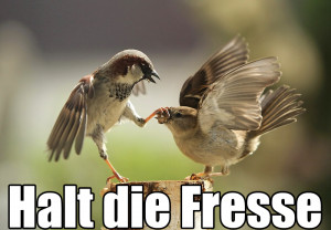 right: new lowbird; left: old lowbird users vogel birds