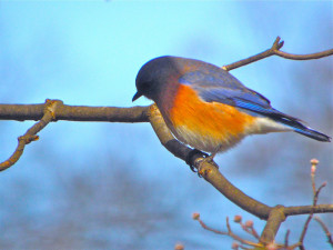BLUEBIRD OF HAPPINESS PICTURES