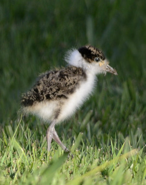 Thread: masked lapwing,Plover and tiny baby