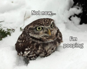 Funny Owl | In Photos