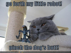 Collection of Funny Cat Pictures