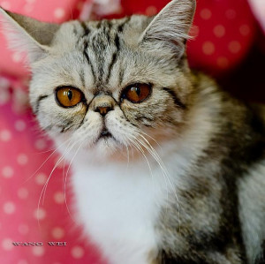 Related Pictures related pictures funny fat cat memesfat tabulous meme ...