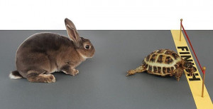 The Hare And The Tortoise