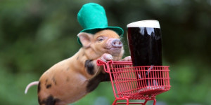 celebrating St. Patrick`s Day funny St. Patrick`s Day animals Funny St ...