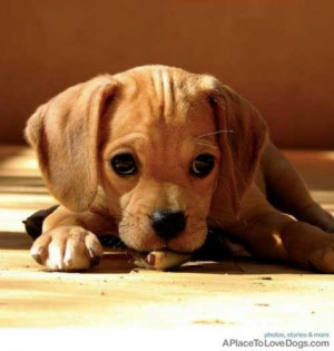 Dogs Quotes, Puppies Dogs, Cutest Dogs, Puppies Eye, Puggles Puppies ...