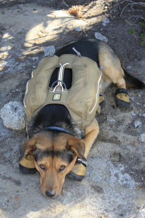 Backpacking buddy. Good guy owner protects dogs feet while hiking ...