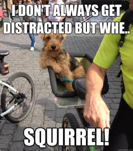 ... and other funny stuff about how distracting squirrels can be